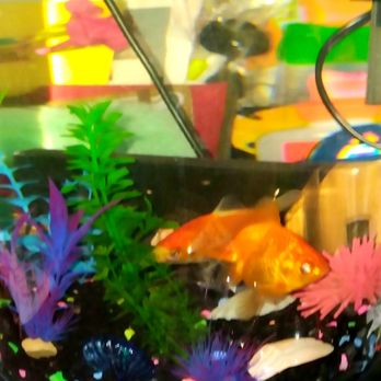 Aquarium World - Goldie 2 & 3 from store. Great service - Pet Stores Near Me - Boothwyn, Pennsylvania