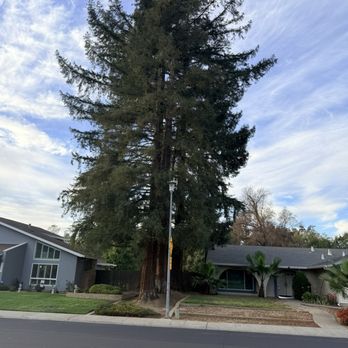All Terrain Tree Service - After, you can see daylight through the branches! - Tree Services Near Me - Sacramento, California All Terrain Tree Service - After, you can see daylight through the branches! - Tree Services Near Me - Sacramento, California