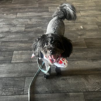 That's The Floof - Lola - Pet Groomers Near Me - Tempe, Arizona