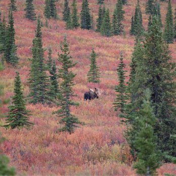 Denali Tundra Wilderness Bus Tour - Bull moose - Bus Tours Near Me - Denali, Alaska