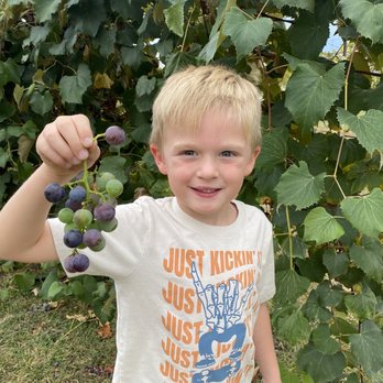 Spencer Farm - You pick grapes - Pick Your Own Farms Near Me - Noblesville, Indiana Spencer Farm - You pick grapes - Pick Your Own Farms Near Me - Noblesville, Indiana