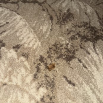 Hyatt Paris Madeleine - Poop on our carpet floors in our room! - Hotels Near Me - Paris, 75 Hyatt Paris Madeleine - Poop on our carpet floors in our room! - Hotels Near Me - Paris, 75