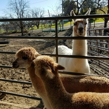 Menagerie Hill Ranch - Tours Near Me - Vacaville, California Menagerie Hill Ranch - Tours Near Me - Vacaville, California