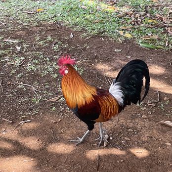 Nourish Hanalei - A very colorful rooster looking for food in the seating area - Acai Bowls Near Me - Hanalei, Hawaii Nourish Hanalei - A very colorful rooster looking for food in the seating area - Acai Bowls Near Me - Hanalei, Hawaii