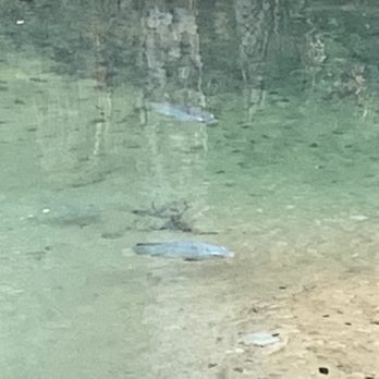 Gemini Springs Park - Fish - Parks Near Me - Debary, Florida