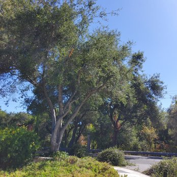 Agri - Con - Oak tree trimmed to perfection! - Tree Services Near Me Agri - Con - Oak tree trimmed to perfection! - Tree Services Near Me