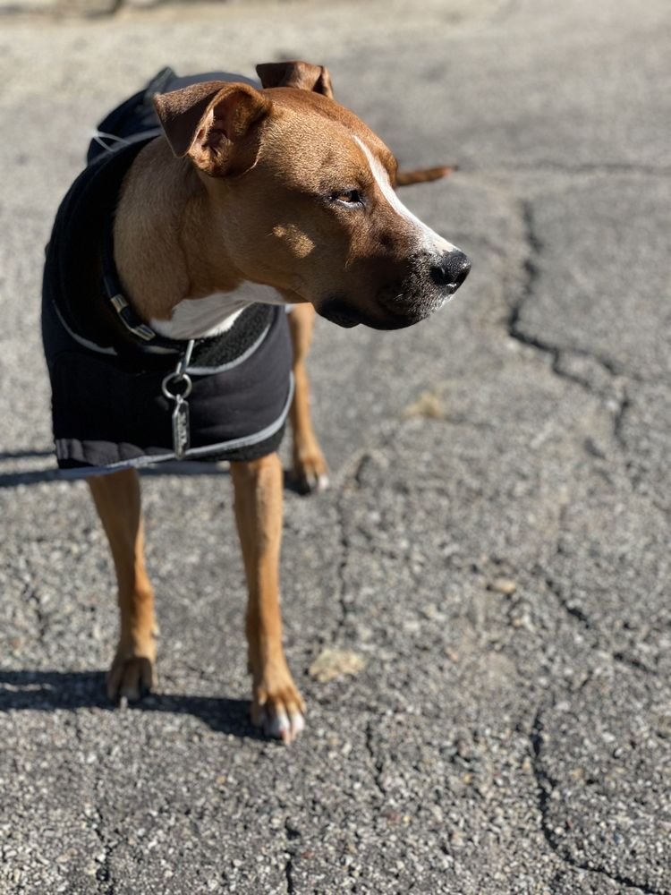 BYRON CENTER PET BOARDING Updated September 2024 9715 Clyde Park