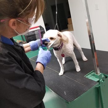 Critter Cleaners - Pet Groomers Near Me - Houston, Texas