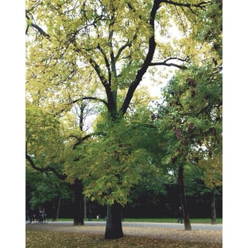 Vondelpark - Parks Near Me