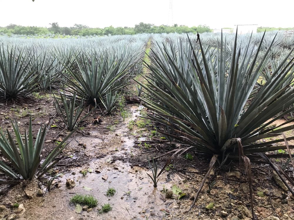 Destilería Artesanal de Agave Azul Mayapan