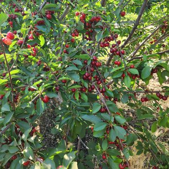 Alpine Blue Farms - Pick Your Own Farms Near Me - Stockton, California Alpine Blue Farms - Pick Your Own Farms Near Me - Stockton, California