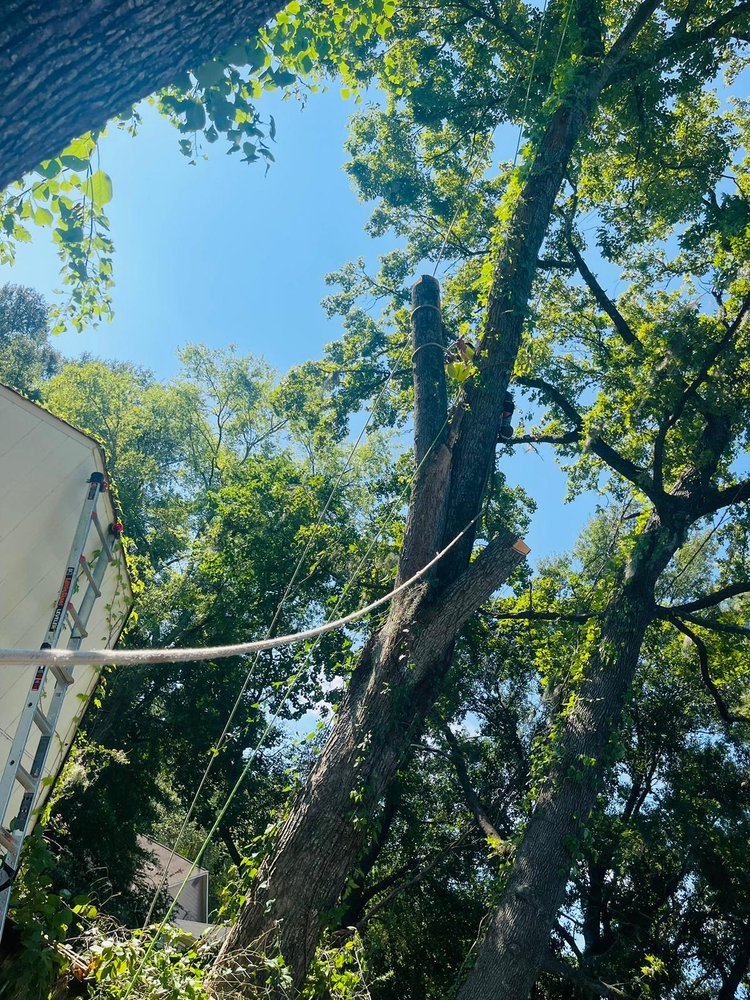 Slide of Funez Tree Service & More