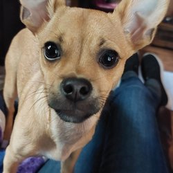 Ratepa Kennels - My 6 month old puppy