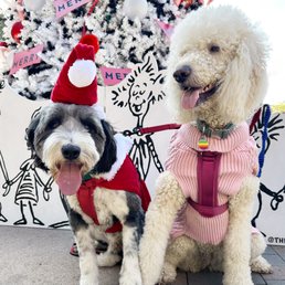 Our adopted Collie is now best friends with our poodle. Our adopted Collie is now best friends with our poodle.