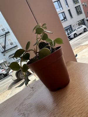 Montemug Coffee by null