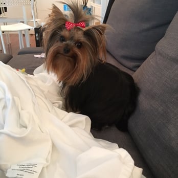 Neo Pet Spa - Pet Groomers Near Me - Miami, Florida