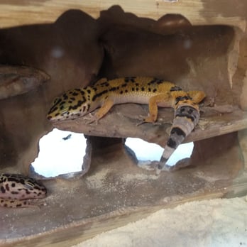 Petco - gecko - Pet Stores Near Me - Santa Barbara, California