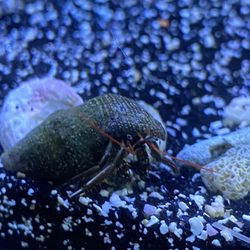 Reef Tropical Fish - Crab