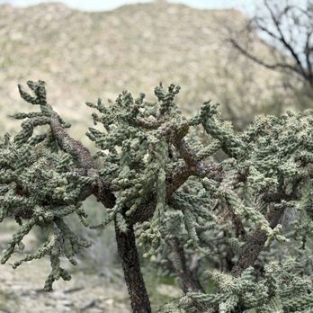 Wild Burro Trailhead - Hiking Near Me - Marana, Arizona Wild Burro Trailhead - Hiking Near Me - Marana, Arizona