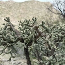 Wild Burro Trailhead