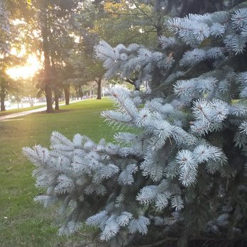 Lindberg Park - Evergreen in the Autumn - Parks Near Me - Oak Park, Illinois Lindberg Park - Evergreen in the Autumn - Parks Near Me - Oak Park, Illinois