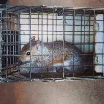 Adcock's Trapping Service - Heres the little guy who stirred up all the commotion in my house. Thanks to Adcock for all the help! - Pest Control Near Me - College Park, Maryland Adcock's Trapping Service - Heres the little guy who stirred up all the commotion in my house. Thanks to Adcock for all the help! - Pest Control Near Me - College Park, Maryland
