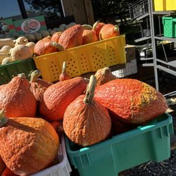 Mike's Orchard - Fresh