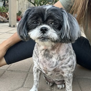 PetSmart Dog Training - Pet Training Near Me - Pasadena, California PetSmart Dog Training - Pet Training Near Me - Pasadena, California