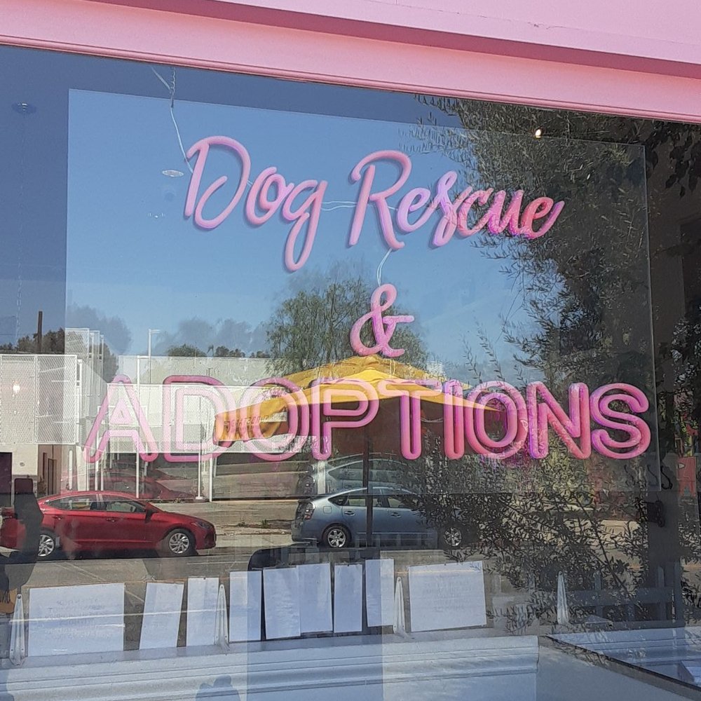 Dog Rescue and Adoptions here Dog Rescue and Adoptions here
