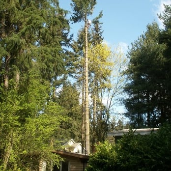 Northwest Arboriculture - Tree Services Near Me - Snohomish, Washington Northwest Arboriculture - Tree Services Near Me - Snohomish, Washington