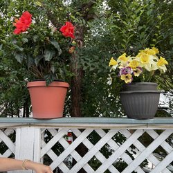 More garden vibes for your headtop