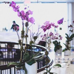 Charming Florals & Finds - Orchid plants