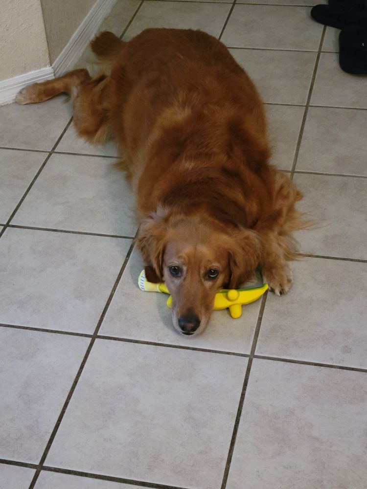 Lucky Pup Ranch Image