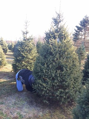 Addison Oaks Christmas Tree Farm 355 Lake George Rd Oakland Mi Nurseries Mapquest