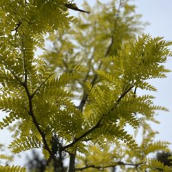 Hawthorn Gardens - Sunburst Honeylocust
