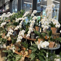 a variety of potted plants in a store