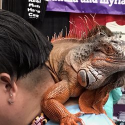 Amazing Pet Expo San Diego - Bearded dragon. So many species to adopt