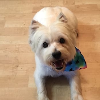 Pet Cuts - She's so happy! - Pet Groomers Near Me - North Hills, California Pet Cuts - She's so happy! - Pet Groomers Near Me - North Hills, California