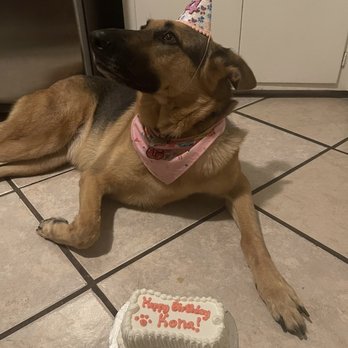 Redondo Dog - Pet Services Near Me - Carson, California