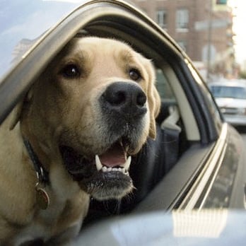 Diggity Dogs - Dog Walkers Near Me - Rhinebeck, New York Diggity Dogs - Dog Walkers Near Me - Rhinebeck, New York
