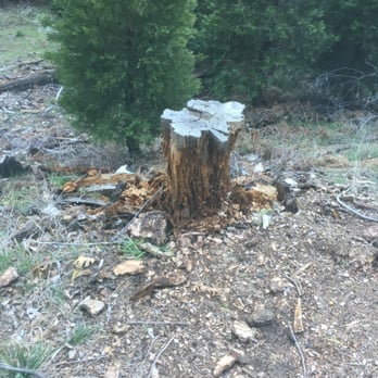Heart Rock - If you see this stump on on the right side of the paved road, go down the hill to find the dirt trail to the heart! - Hiking Near Me - Crestline, California