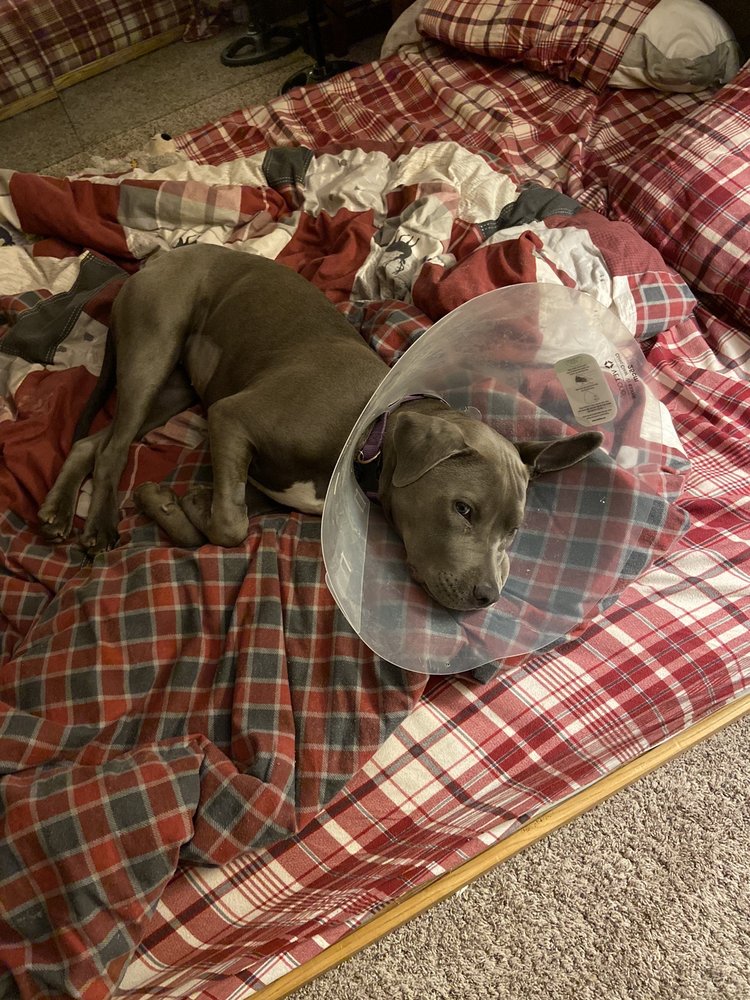 ALL PETS VETERINARY CLINIC Updated July 2024 19 Reviews 1009 N