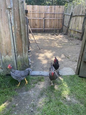 Coggeshall Farm Museum by null