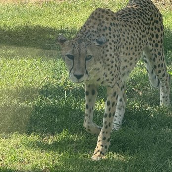 Fresno Chaffee Zoo - Yikes - Zoos Near Me - Fresno, California Fresno Chaffee Zoo - Yikes - Zoos Near Me - Fresno, California