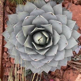 Thunder Mountain Bikes - Sedona local Century plant!!! - Bike Rentals Near Me - Sedona, Arizona