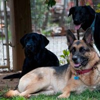 Jackson Ranch For Dogs - Pet Training Near Me Jackson Ranch For Dogs - Pet Training Near Me