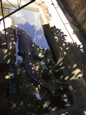 Palawan Wildlife Rescue and Conservation Center (Crocodile Farm) by null