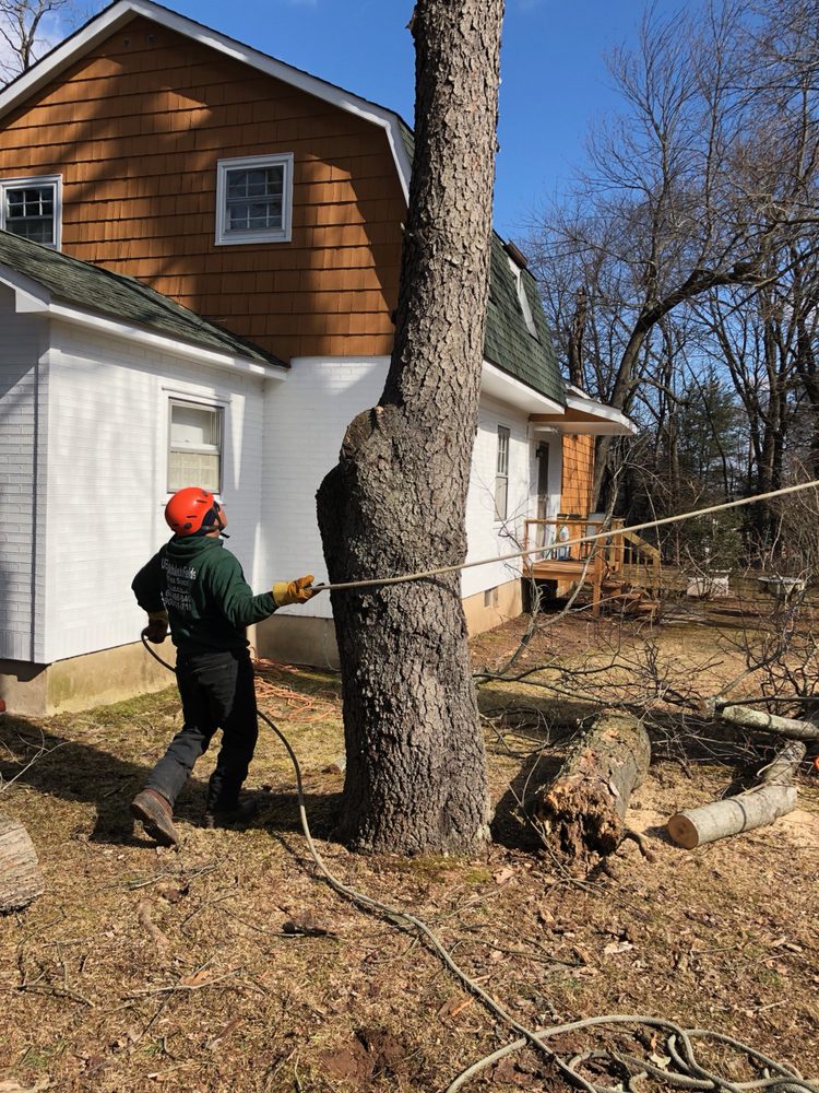 USAF Tree Service - tree service in Skillman, NJ