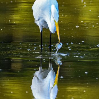 Huntley Meadows Park - Egret - Parks Near Me - Alexandria, Virginia Huntley Meadows Park - Egret - Parks Near Me - Alexandria, Virginia