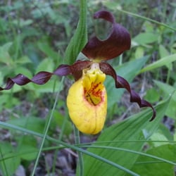 Zippel Bay State Park - Lady slipper!